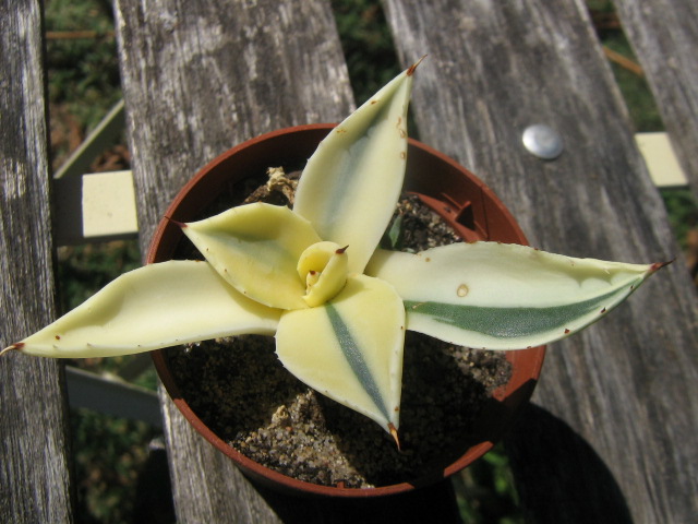 CREAM SPIKE VAR2.jpg