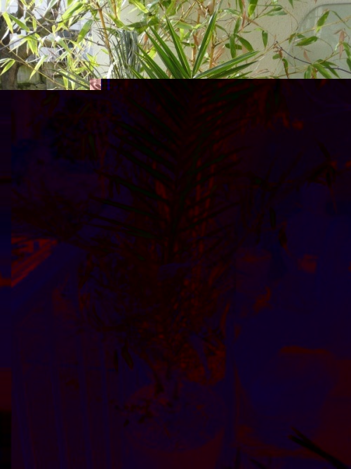 Phoenix Canariensis apres l'hiver.jpg