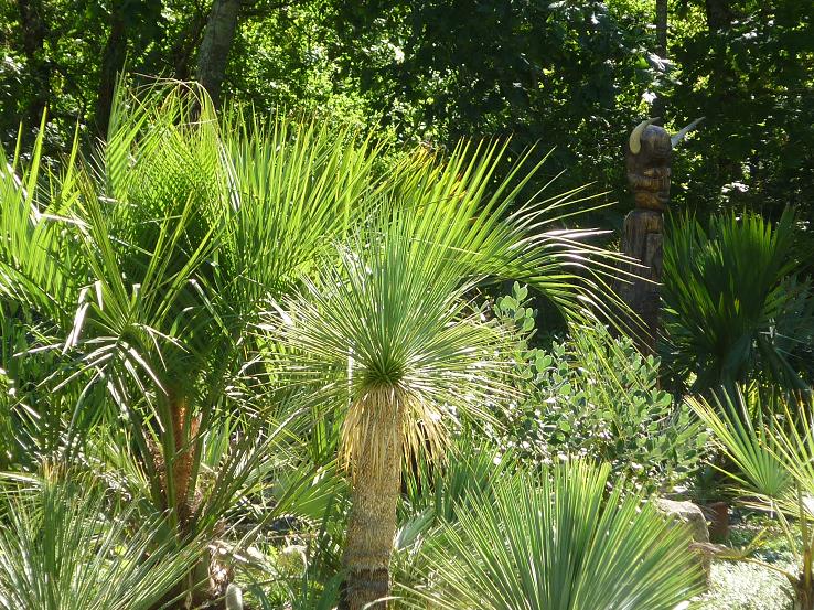 butia o.jpg