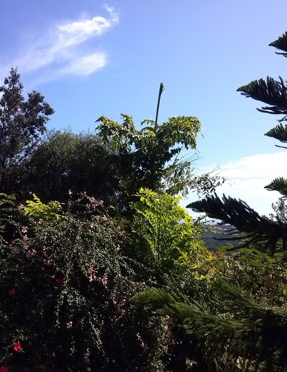 caryota _a.jpg