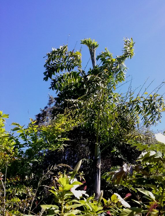 caryota_b.jpg