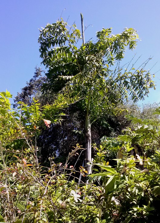caryota_c.jpg