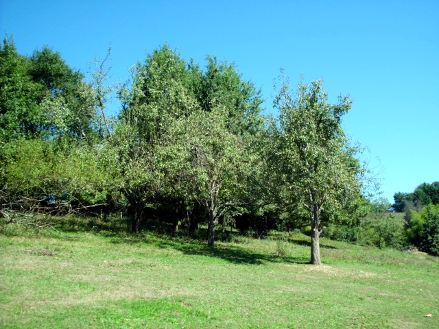 HPIM1618.JPG