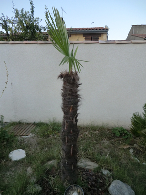 CIMG1175.jpg
