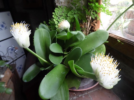 Ma fille appelle ça une plante brosse à dents!