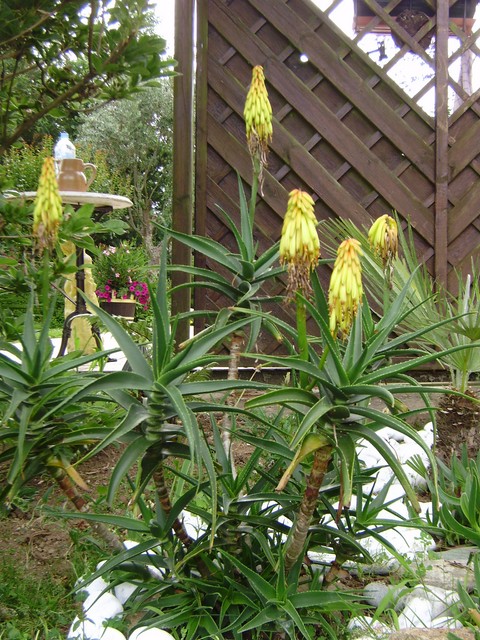 aloe striatulata.JPG