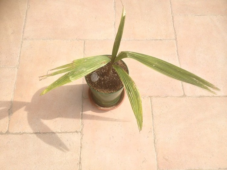 Butia x Cocos 1.jpg