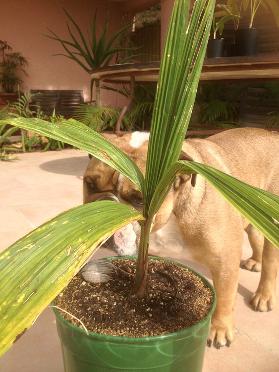 Butia x Cocos 2.jpg