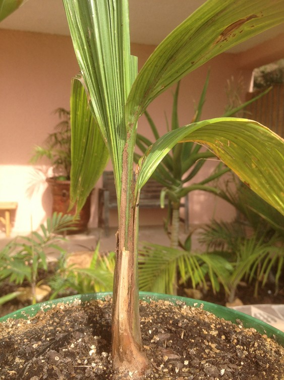 Butia x Cocos 3.jpg