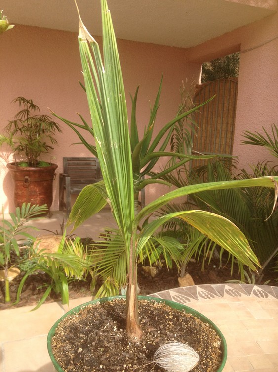 Butia x Cocos 4.jpg