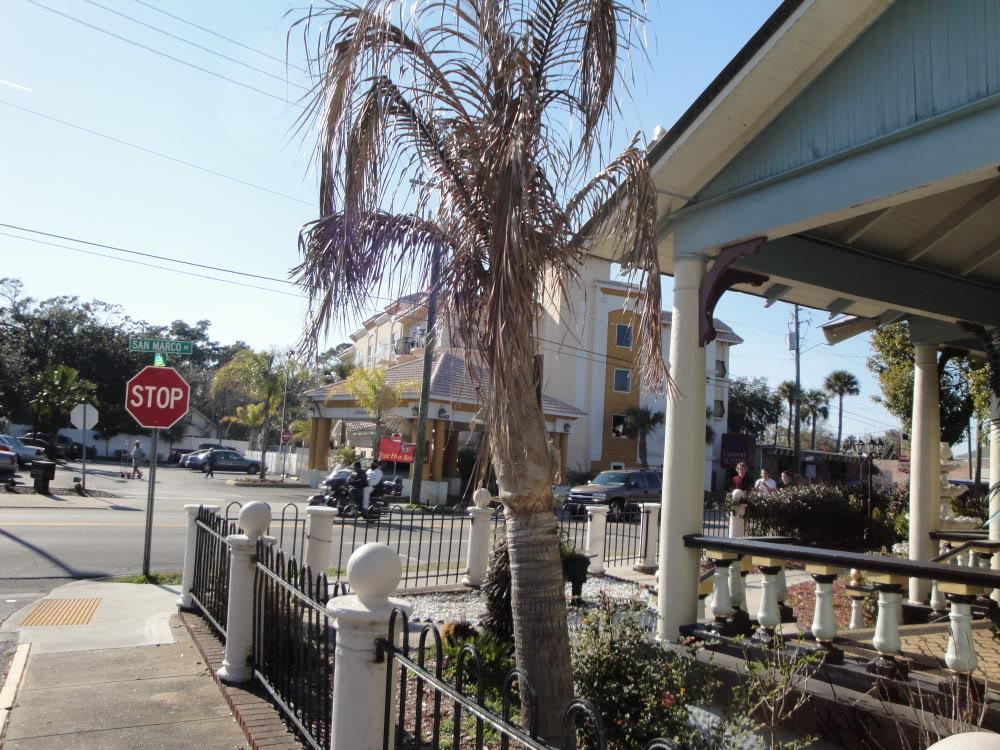 Celui ci poussait à Jacksonville par 30 ° de latitude nord il avait quelque chose comme 8/10 ans un Cold front a eu raison de lui les américains estime le cocos impossible à long terme a plus de 27° de latitude en façade orientale des continents peut être plus de chance en Europe sud Occidentale mais vive l'arrosage en été méditerranéen !!!!!