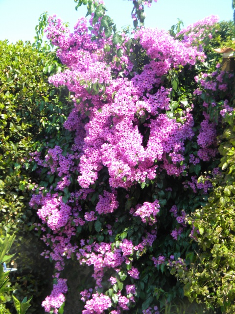 bougainvillée.jpg