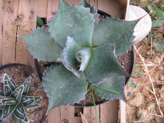 web_agaveinconnu2_IMG_3482.jpg