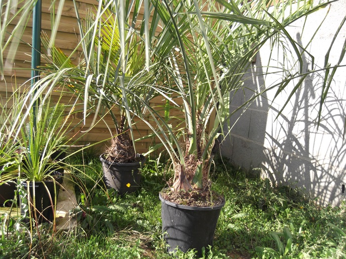 butia capitata et jubaea chilensis