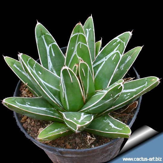Agave_victoria_reginae_540.jpg