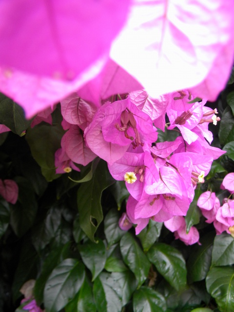bougainvillée 4.jpg