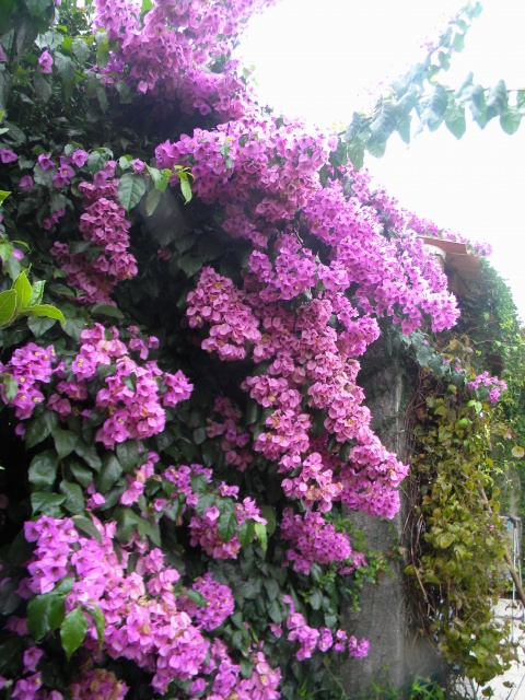 bougainvillée 5.jpg