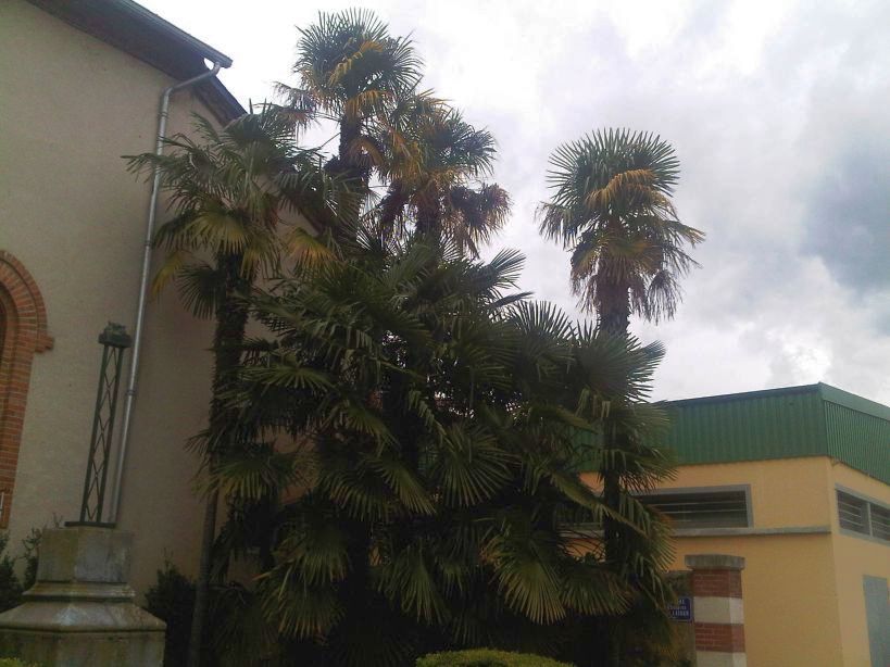 Vic en Bigorre palms.jpg