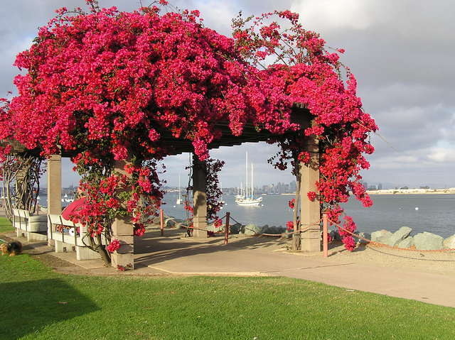 bougainvillée San Diégo dit aussi Scarlett O' Hara.jpg