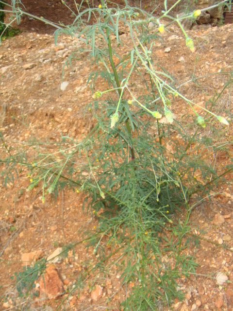 DSC01755.JPG