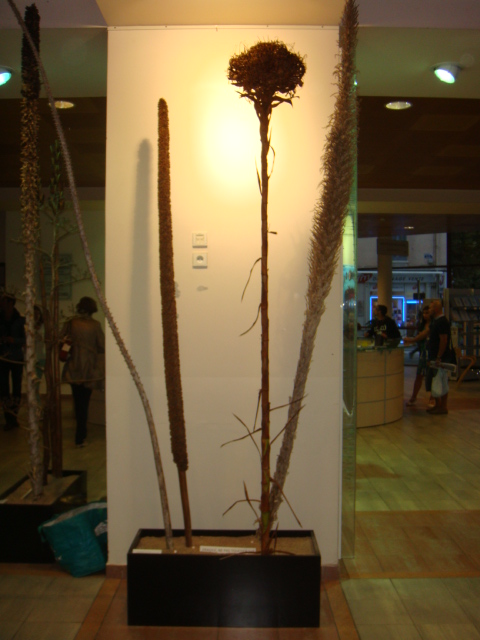 DSC01757.JPG
