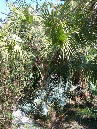 Sabal yapa et chamaerops cerifera