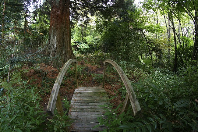 Un exemple:sequoia de 48 ans et      près de 30 M!La circonférence du tronc dépasse les 4M!