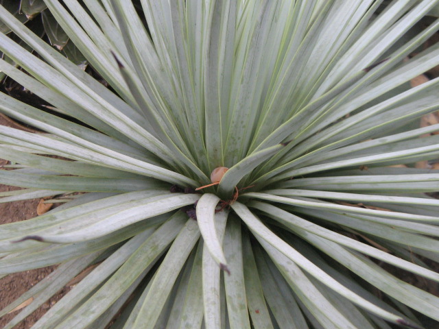 Agave rzedowskiana.jpg