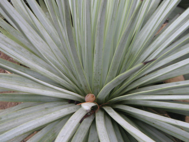 Agave rzedowskiana 1.jpg