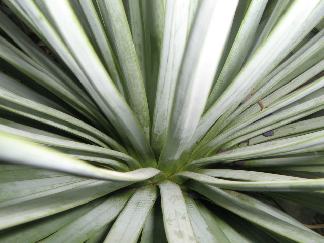 Agave rzedowskiana 2.jpg