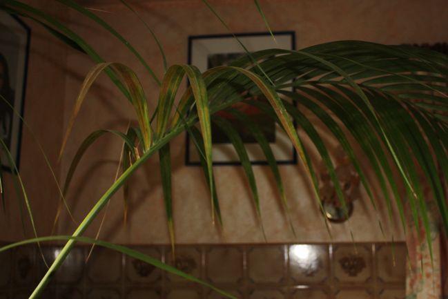 feuille palmier malade.jpg
