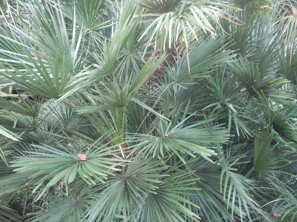 Photo085r.jpg