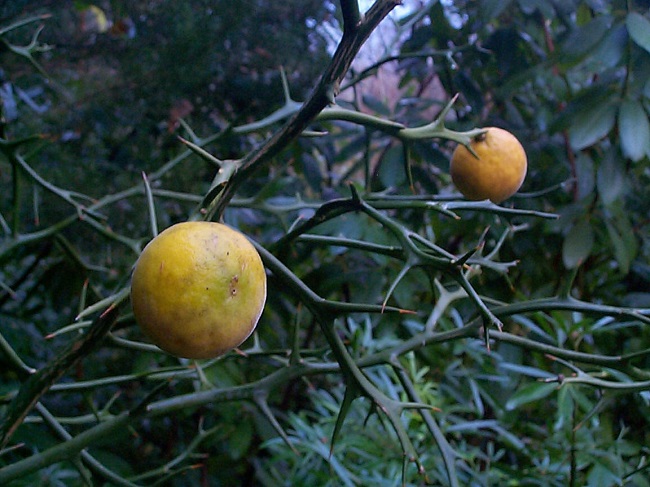 Notre seul  accès au jardin des hespérides, pas vraiment engageant....