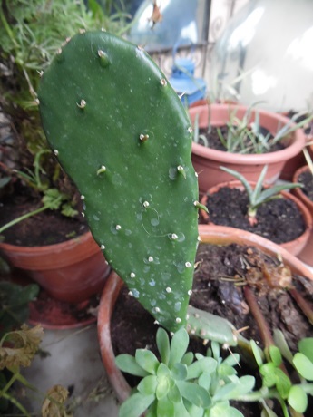 1Bouture d'opuntia(lequel);Le sujet mère couvre plusieurs mètre carrés en Allemagne.Une merveille qui a enduré l'hiver 2012....Quand je l'ai vu au printemps,il préparait une floraison intense.....