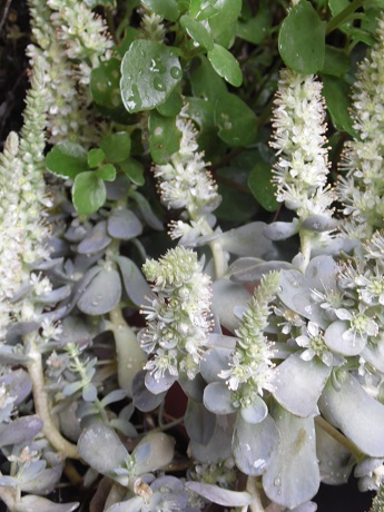 Orostachys assez sympa je trouve...