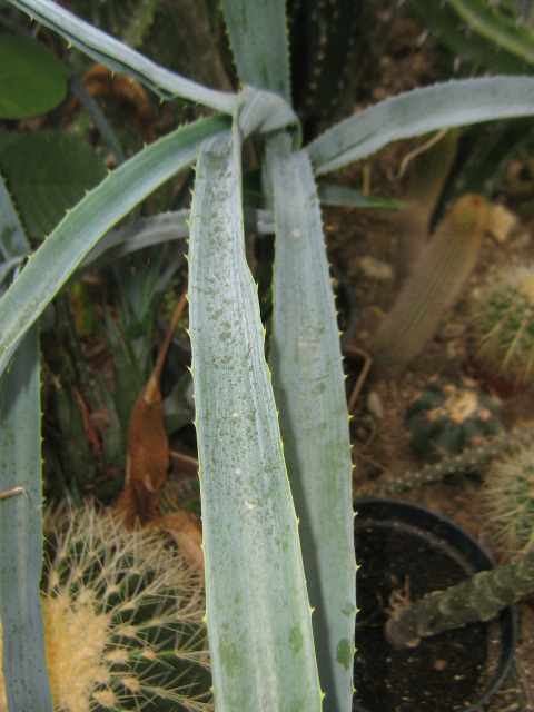 AGAVE 2.jpg
