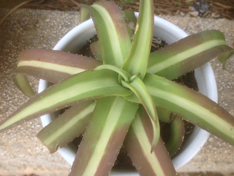 A nizandensis var.jpg