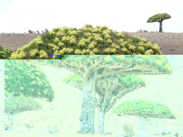 dracaena-draco-fleuri.jpg