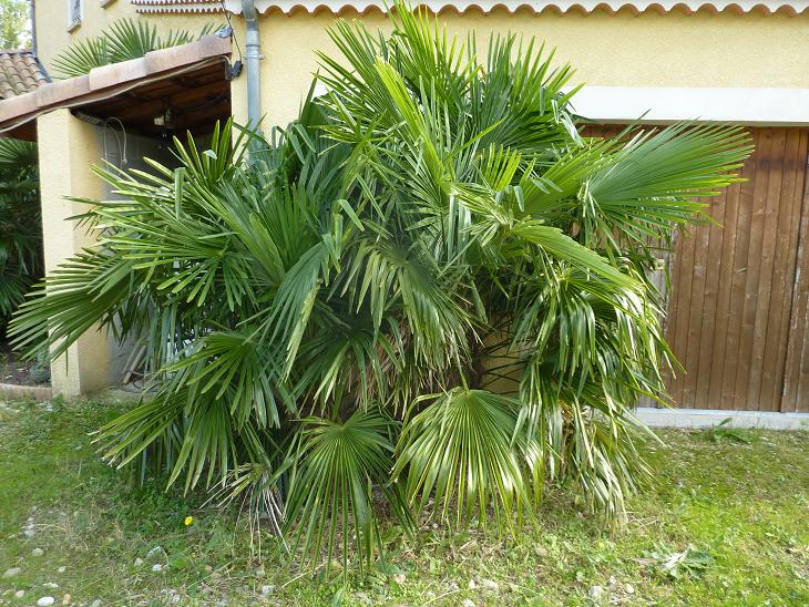 4 T. wagnerianus x fortinei de semis.jpg