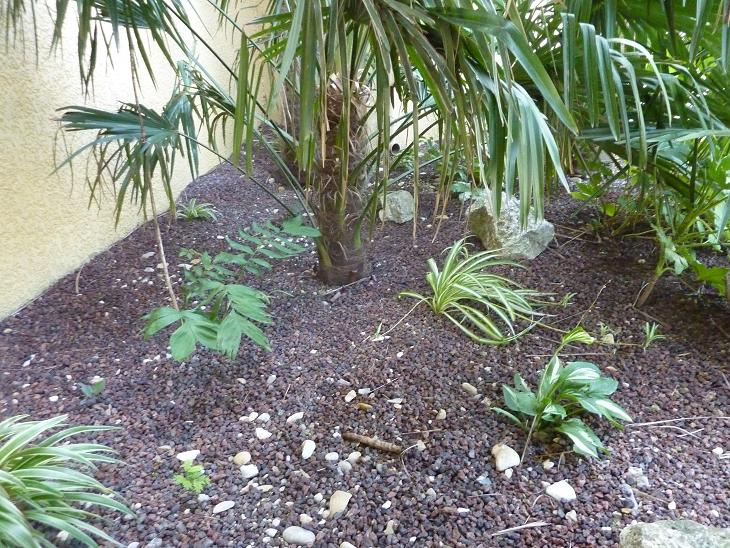Sous les Trachy. Chamaedorea microspadix.jpg