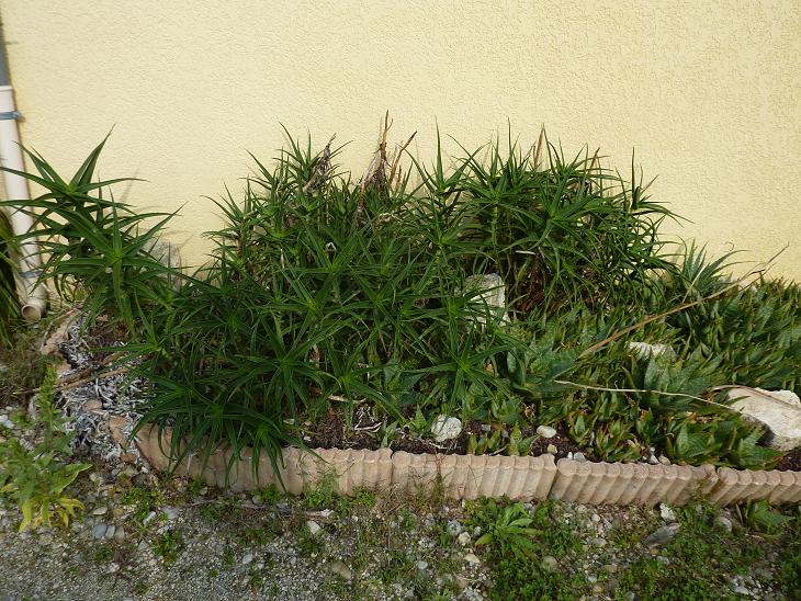 Aloes (suite).jpg