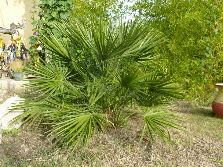 C. humilis.jpg