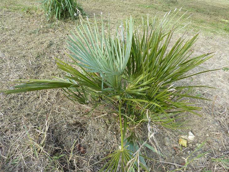 C. humilis palmes entièrement bleues à leur sortie, planté l'année dernière..jpg