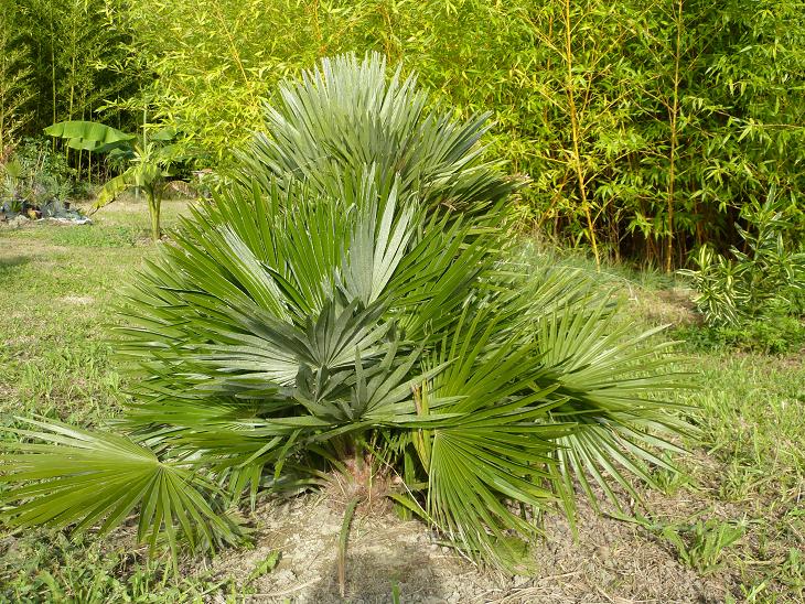 C. humilis vulcano.jpg