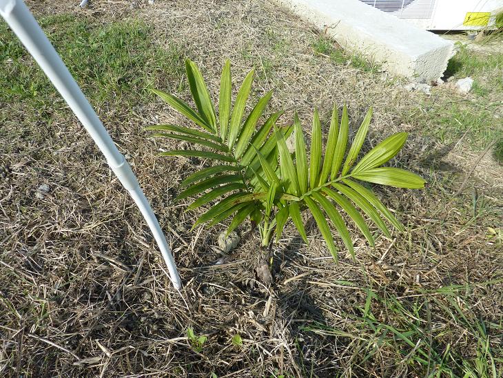 C. radicalis.jpg
