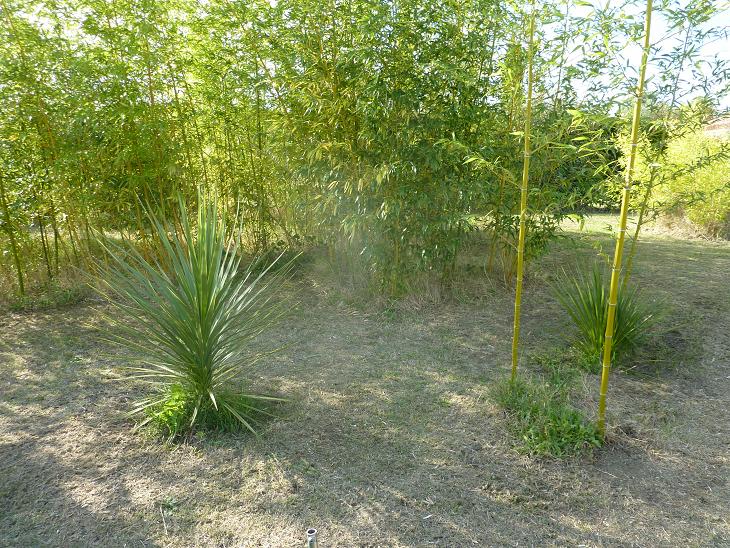 Cordyline repart de zéro, idem pour un rouge à côté.jpg