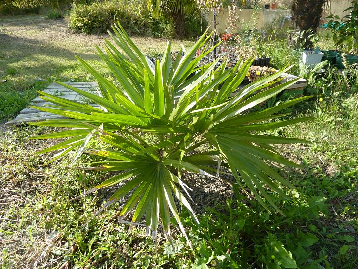 L. decora.jpg