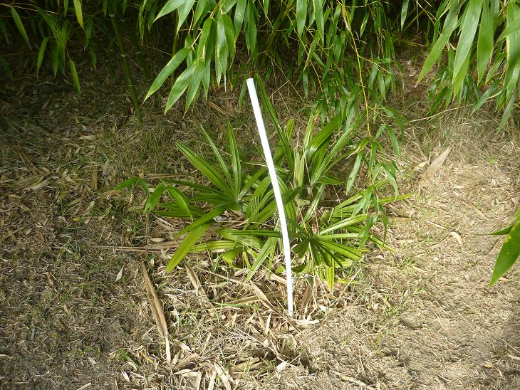 Rhapidophyllum hystrix.jpg