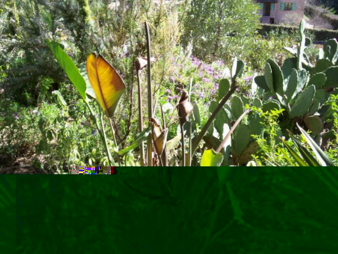 Véritable Strelitzia alba (rare et au feuilles plus petites et coriaces que St. nicolai) censé être plus rustique que son cousin géant car vivant plus au sud de l'Afrique, et bien il en est rien !!!! Au contraire.....