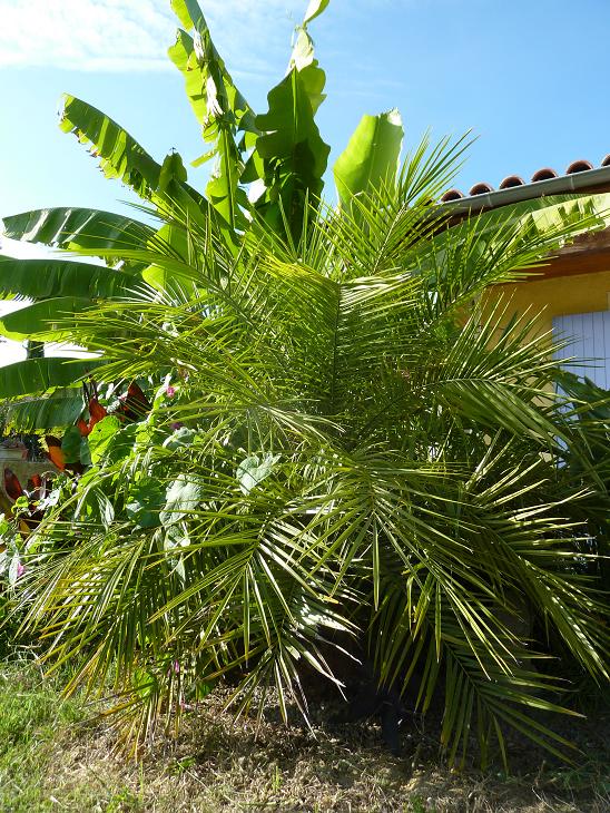 P. roebelenii.jpg